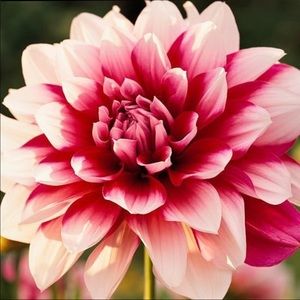 Meet your Posher, Cyndi